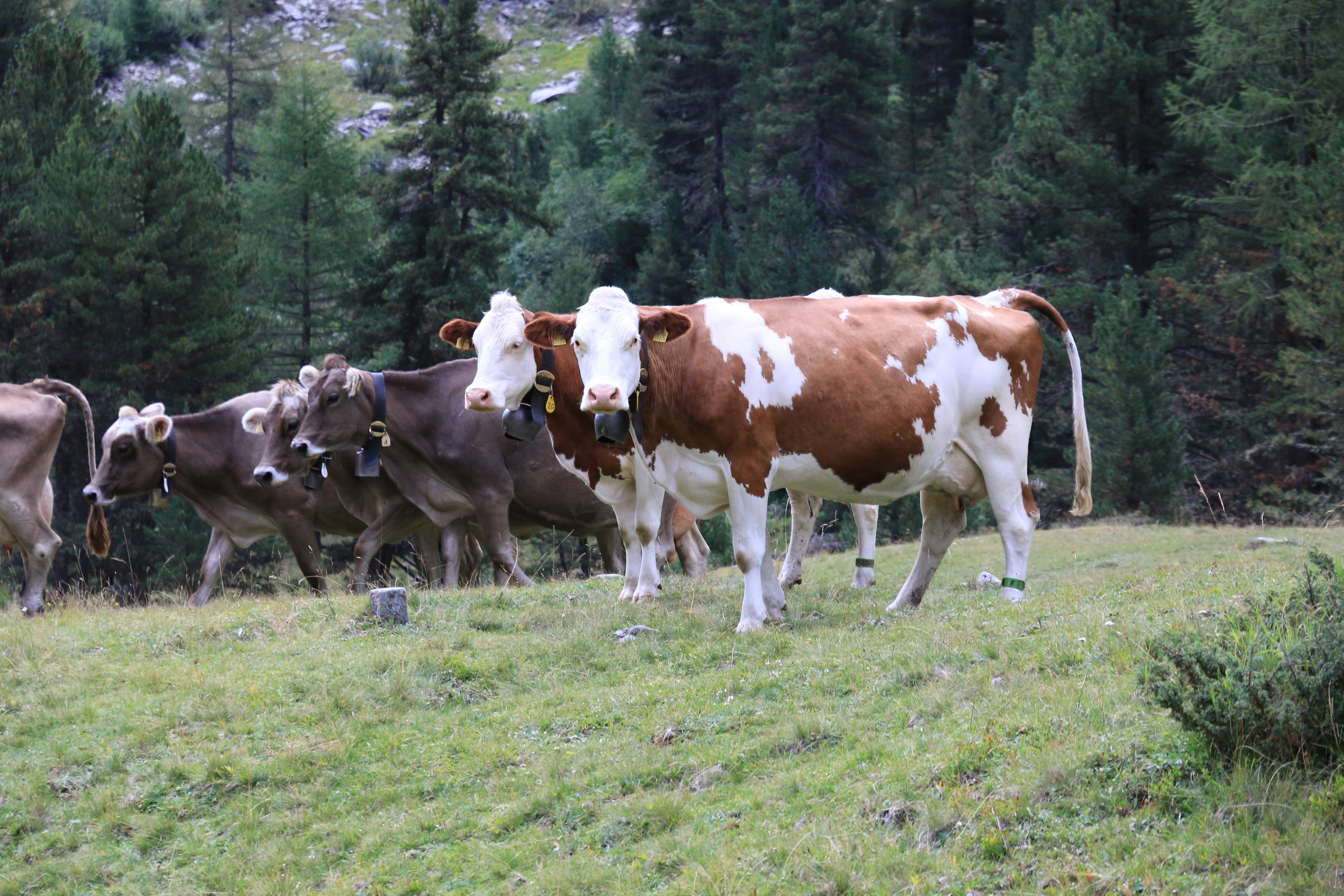 Switzerland